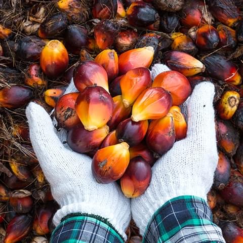 Vi är ledande när det gäller att använda hållbart producerad palmolja, enligt Världsnaturfonden WWF:s klassificering.